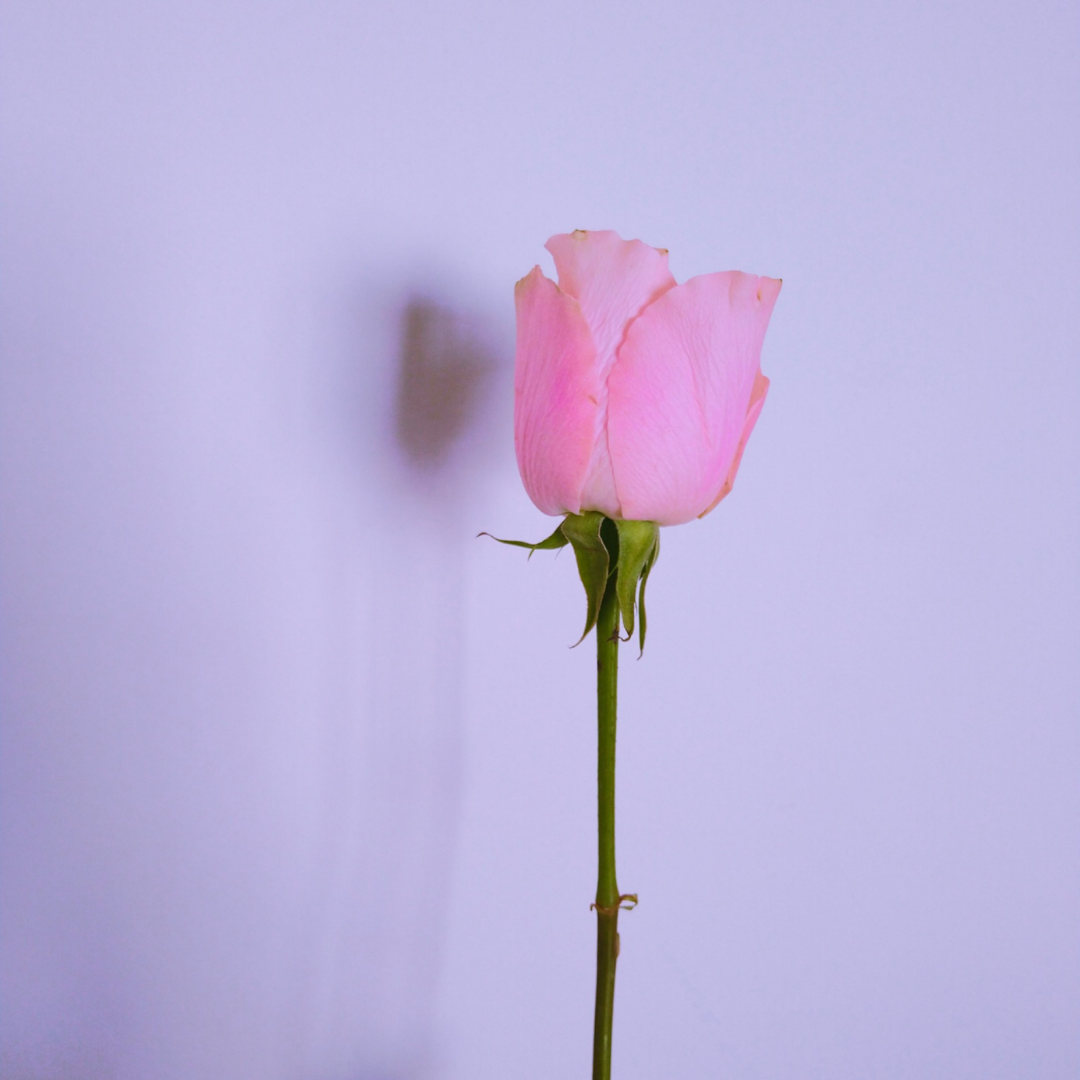 a pink rose